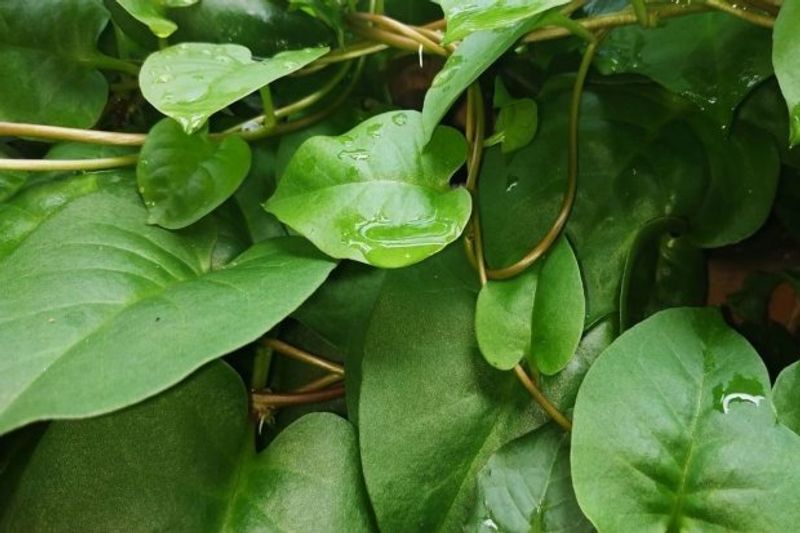 Daun_Binahong-2021_08_31-15_05_05_2baec4d5d864b7ed0409810ca488ed7f_620x413_thumb