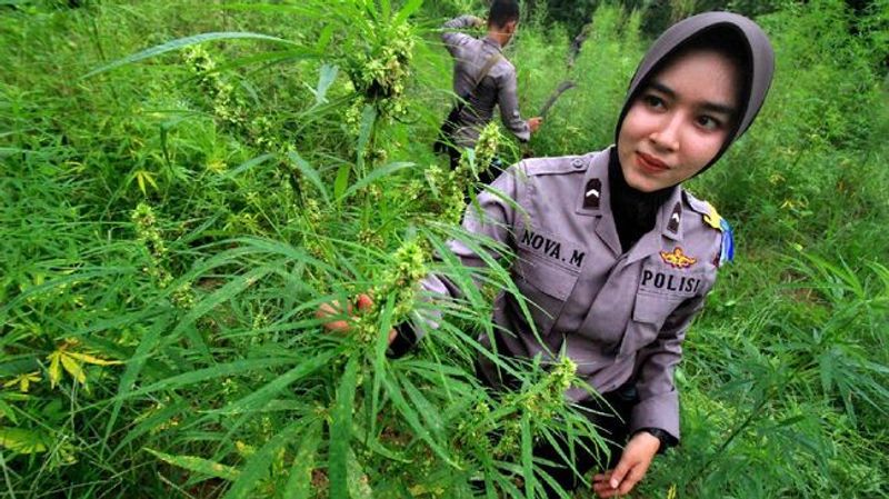 ladang ganja