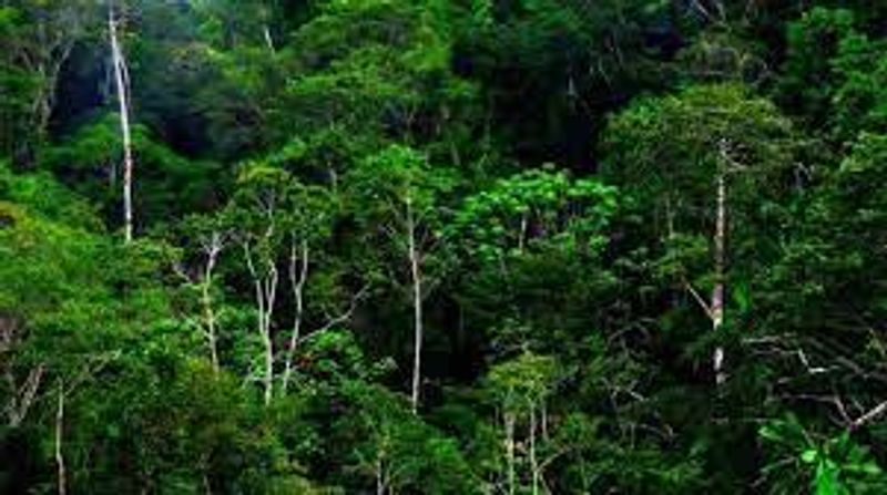 hutan lindung