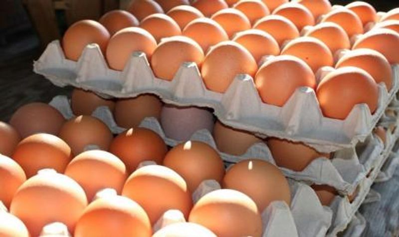 stabilisasi-harga-telur-ayam-ras-akan-dilakukan-dengan-berkoordinasi_21092413421