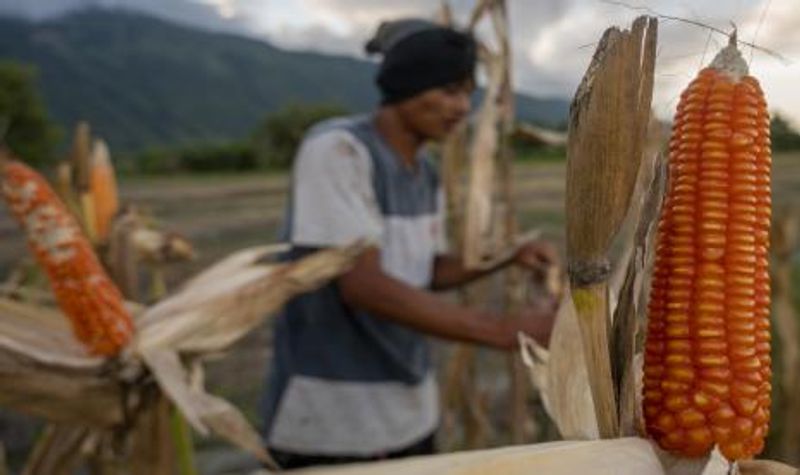 petani-memanen-tanaman-jagungnya-di-desa-kaleke-sigi-sulawesi_211107202905-339
