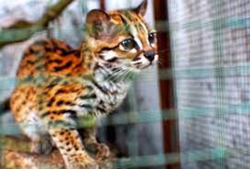 kucing hutan satwa dilindungi