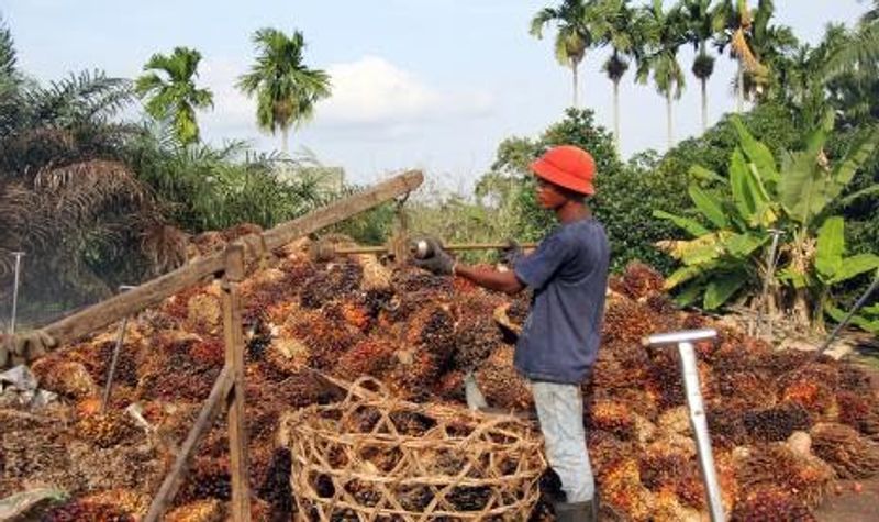 pekerja-menimbang-tandan-buah-segar-sawit-di-sebuah-ram_210203223749-667