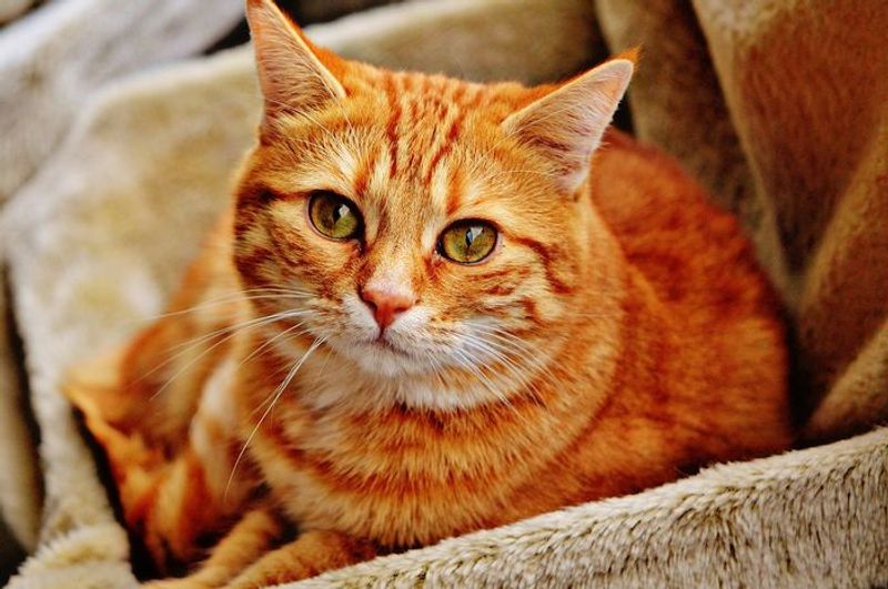 cat-1046544_1280jpg-20220225043450