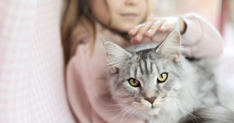 girl-petting-her-beautiful-cat-23-2148797412-f3e8b9cdcf01622d5a2940b53fbe079c_60