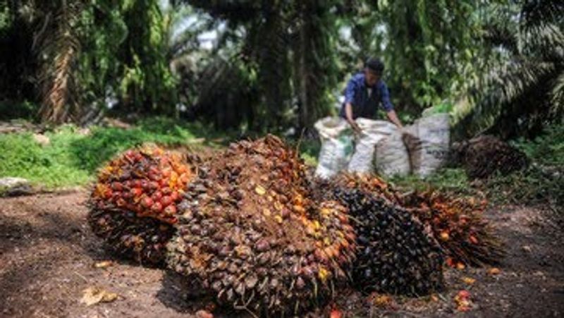 target-produksi-minyak-sawit_169