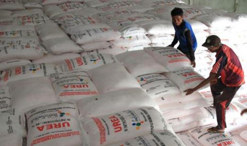pekerja-menata-pupuk-urea-di-dalam-gudang-persediaan-pupuk_200910160905-873