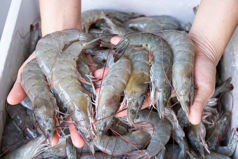 udang