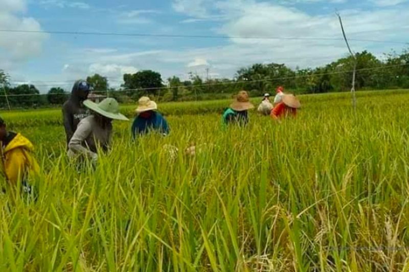 petani-panen-di-sawah-foto-humas-kementan-66