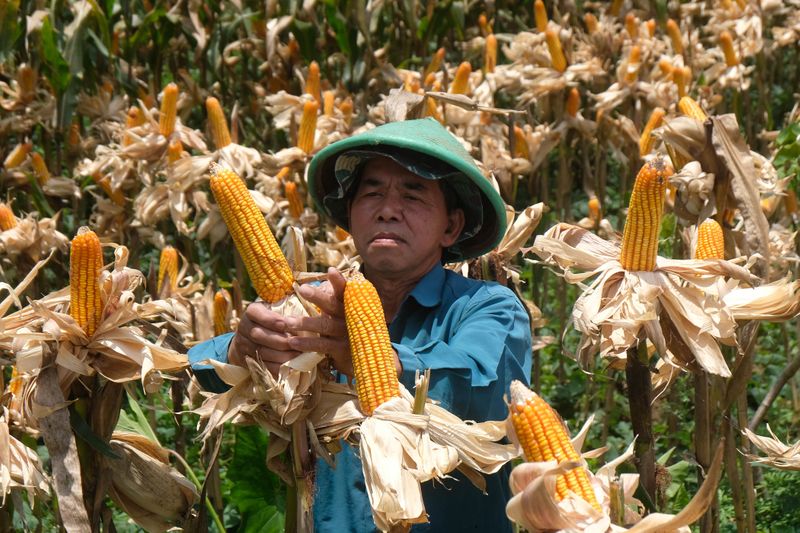pangan jagung petani