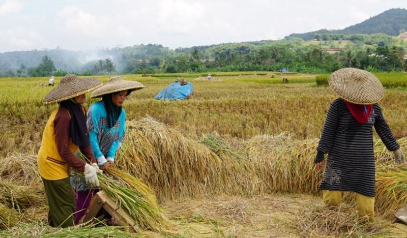 Para-Perempuan-Memiliki-Peran-Penting-Panen-Raya-di-Desa-Cicantayan-Sukabumi