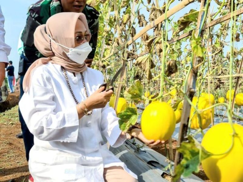 Musdhalifah-Gelar-Buah-Nusantara-e1661155133631