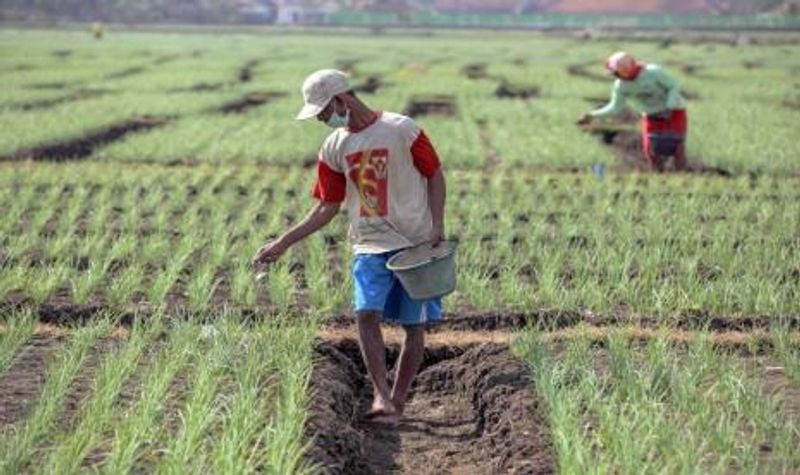 petani-bawang-merah-di-kabupaten-keerom-papua-ilustrasi-pemerintah_200823205213-