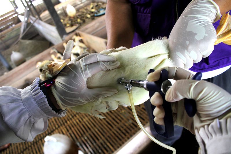 antarafoto-pencegahan-penularan-virus-flu-burung-di-kalsel-010323-bay-1