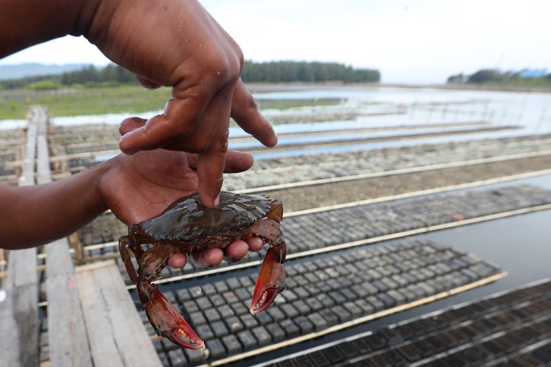 antarafoto-panen-kepiting-soka-kualitas-ekspor-090223-irp-3
