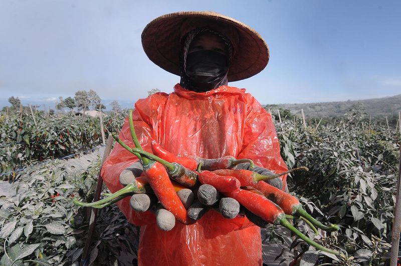 harga-cabai-teropong-pertanian-merapi-turun-5