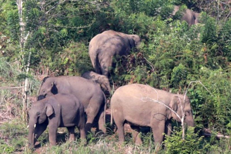 kawanan_gajah_1