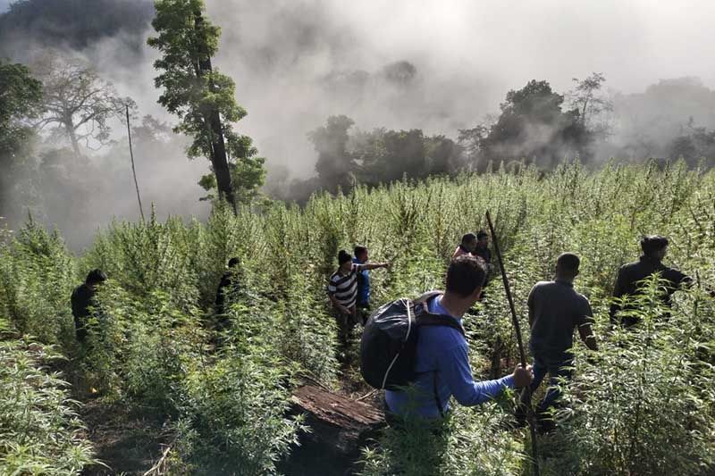 ladang_ganja_temuan_tni_1