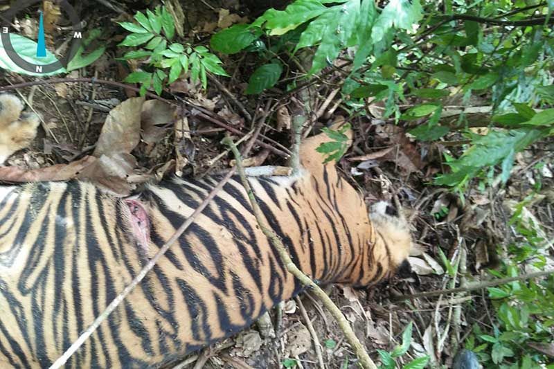harimau_mati
