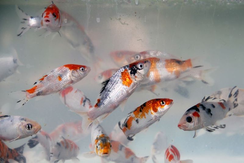 KOI (3)