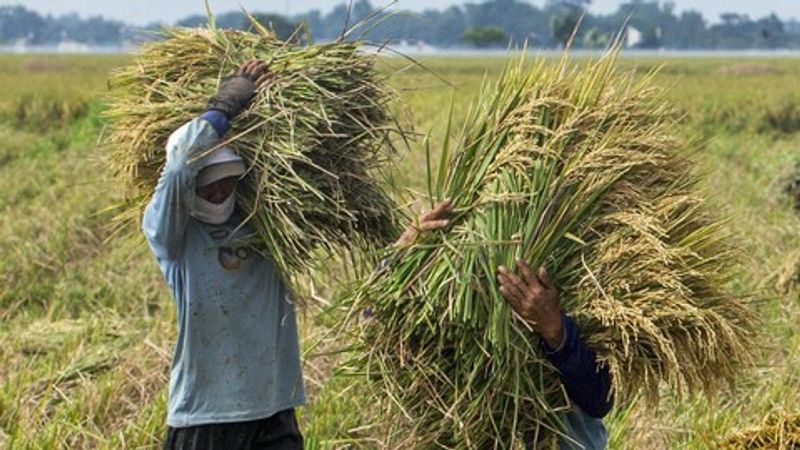 harga-gabah-anjlok-petani-tolak-impor-beras-2_169