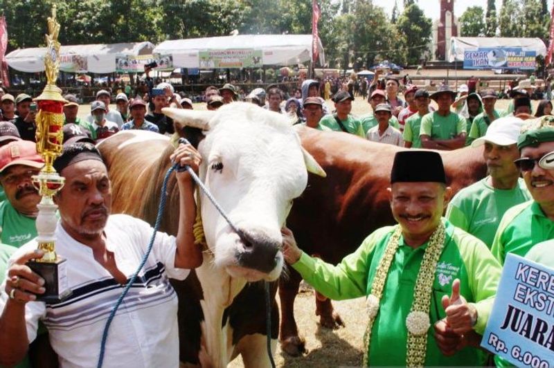 sapi_1