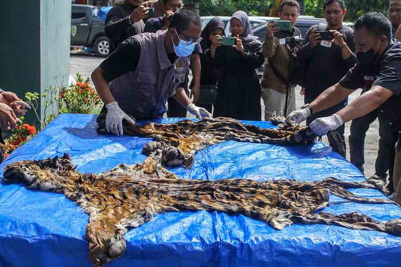 penangkapan-penjual-kulit-harimau-sumatera-5