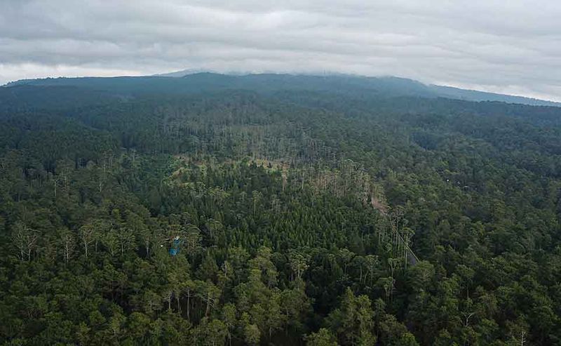 luas hutan indonesia-1