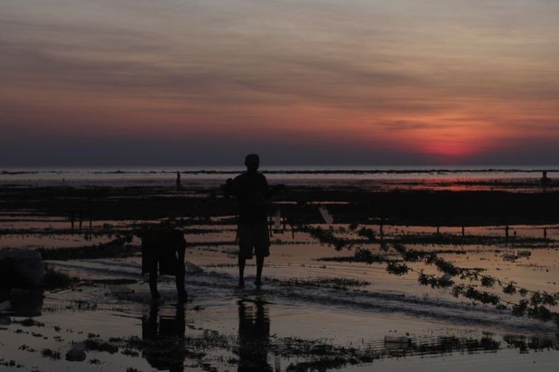 Harga-rumput-laut-di-rote-ndao-turun-190523-KH-2