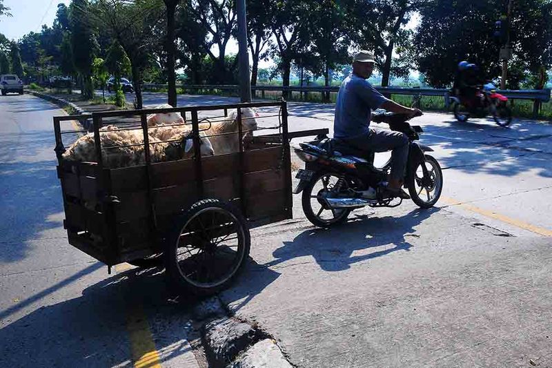 jasa-ojek-kambing-jelang-idul-adha-6