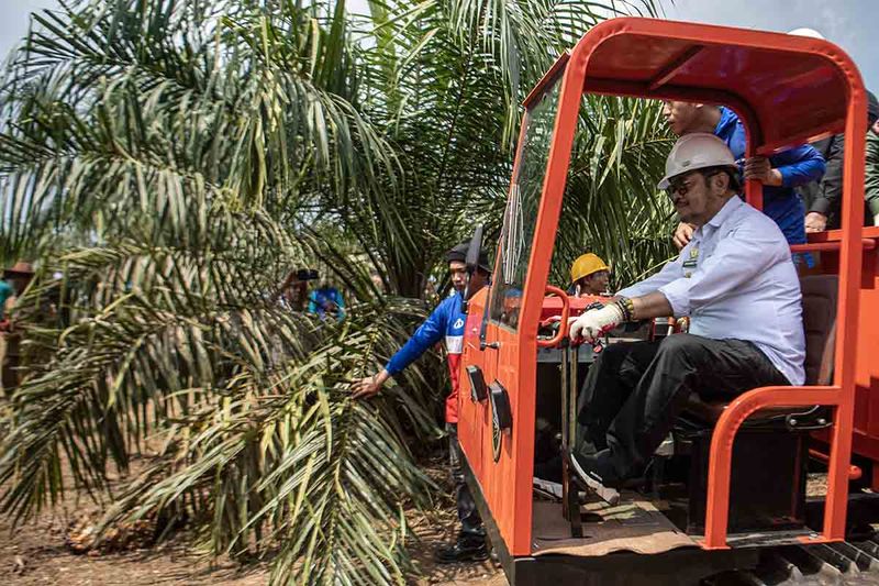 panen-perdana-program-peremajaan-sawit-rakyat-di-oki-7