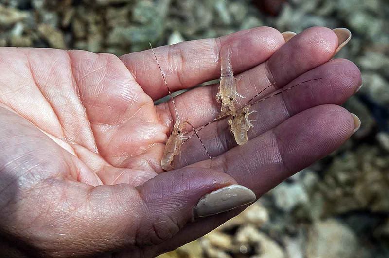 sosialisasi-budi-daya lobster