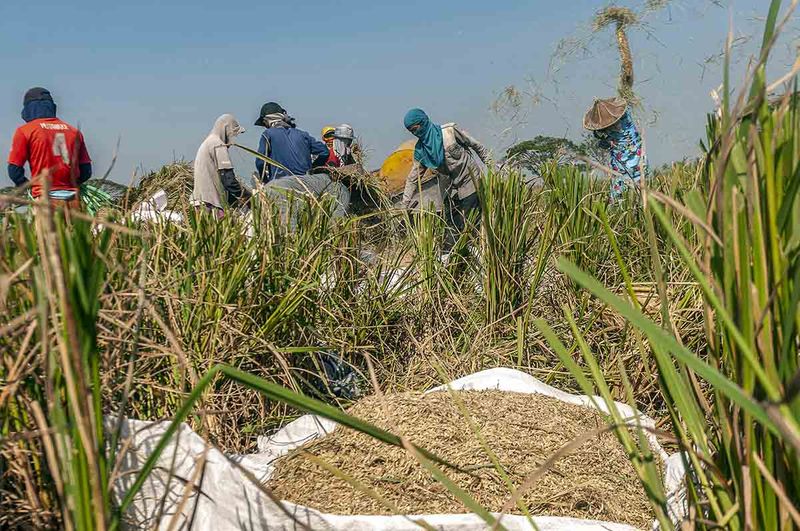 percepat-panen-padi-antisipasi-fenomena-el-nino-1