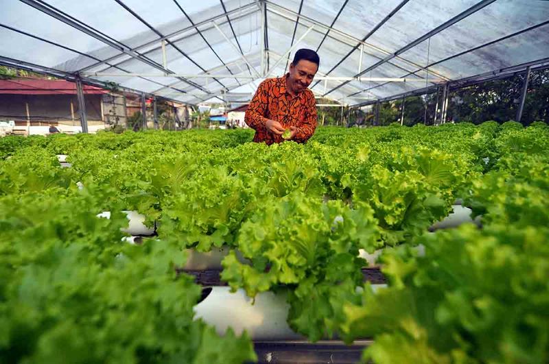 petani-sayuran-hidroponik-terdmpak-fenomena-el-nino-2