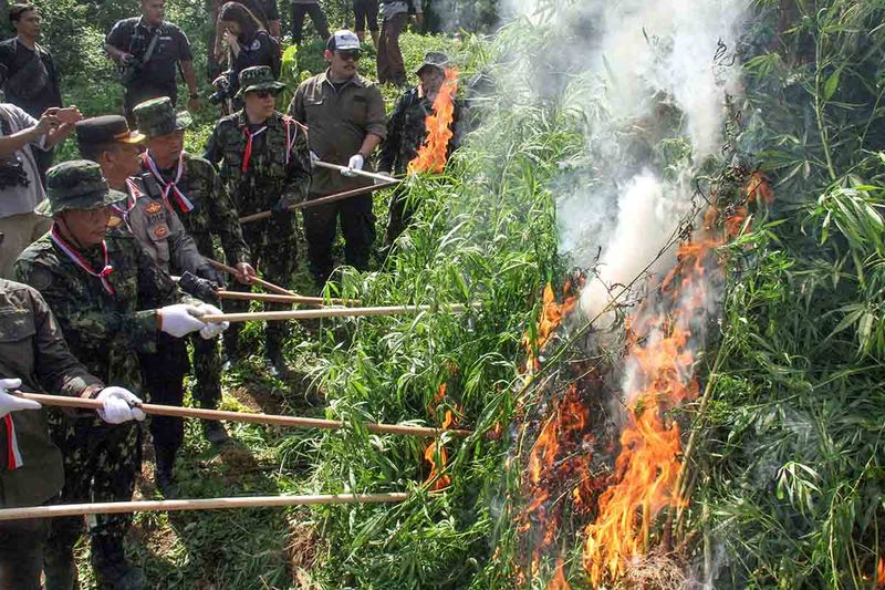 operasi-ladang-ganja-dalam-rangka-hut-78-ri-1