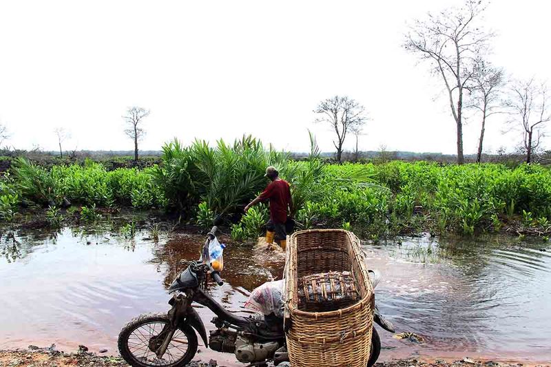 revitalisasi-lahan-bekas-terbakar-di-dumai-5