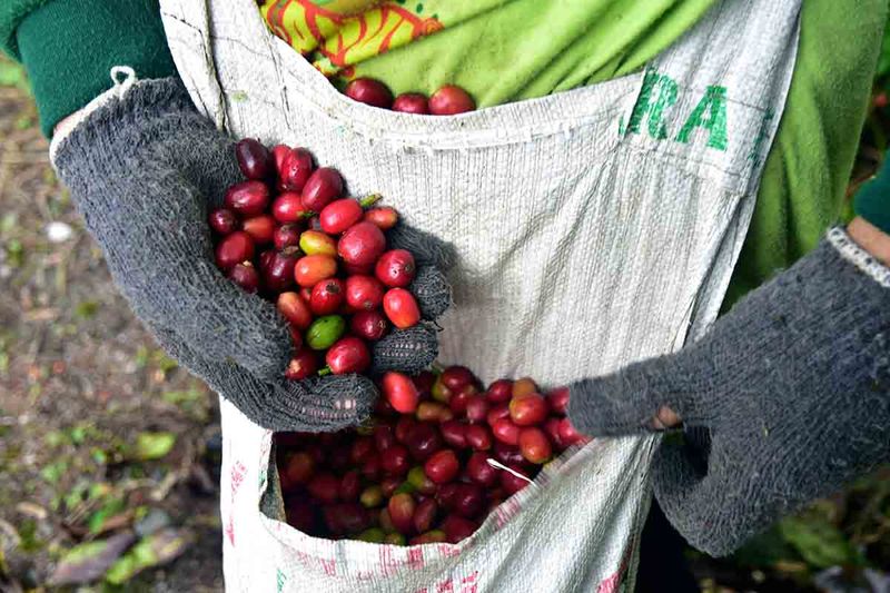 ekspor kopi-gayo-aceh-3