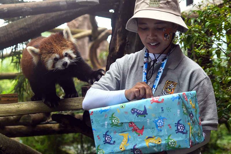 peringatan-hari-panda-merah-sedunia-di-tsi-bogor-1