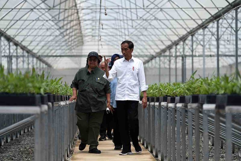 presiden-jokowi-meninjau-persemaian-mentawir-6
