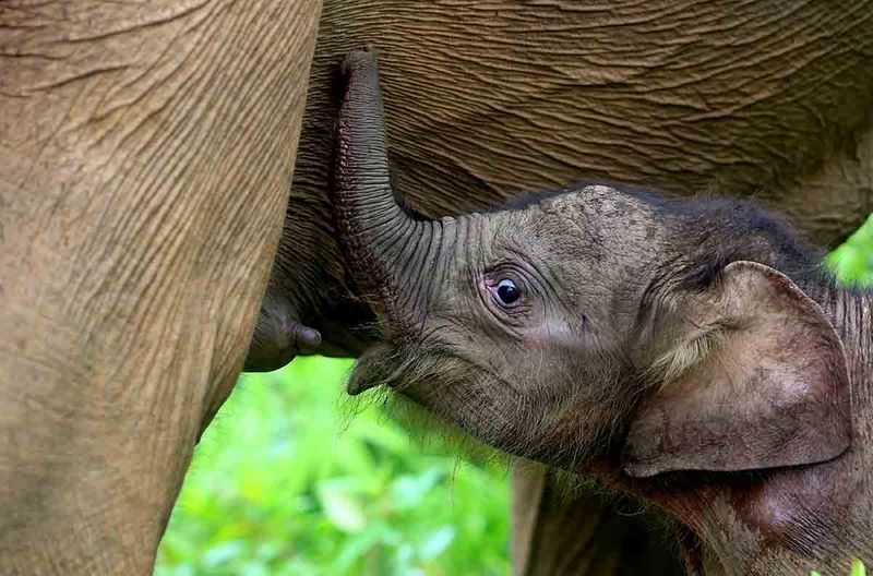 kelahiran-bayi-gajah-sumatera-di-aceh-barat-1