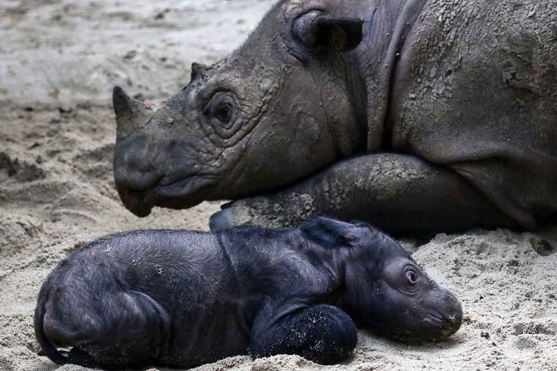 kelahiran-badak-sumatera-di-suaka-rhino-sumatera-tnwk-5
