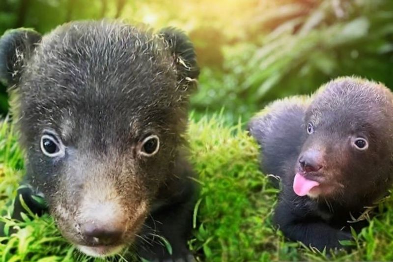 Beruang Hitam