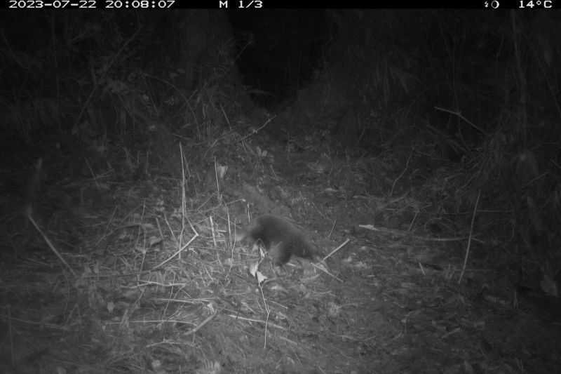 Echidna Paruh Panjang Attenborough
