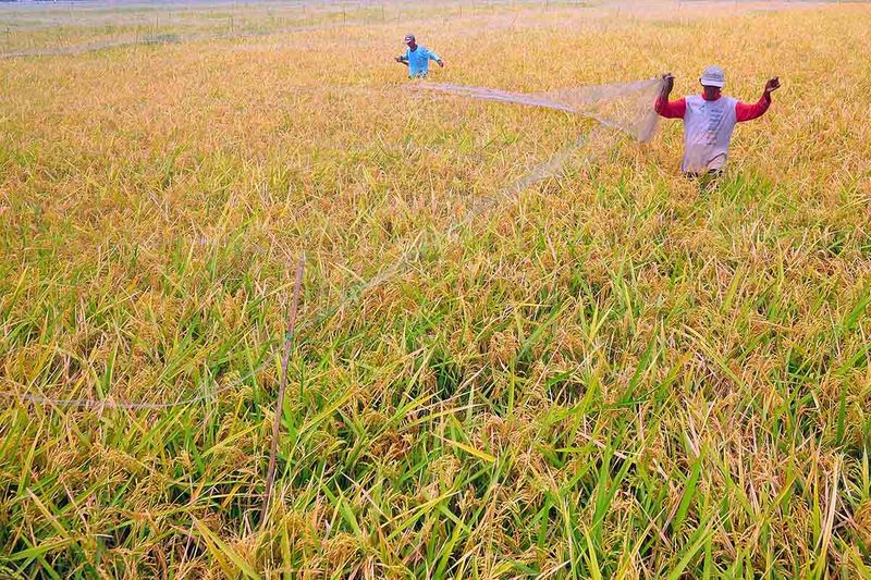 tambahan-produksi-beras-2023-5