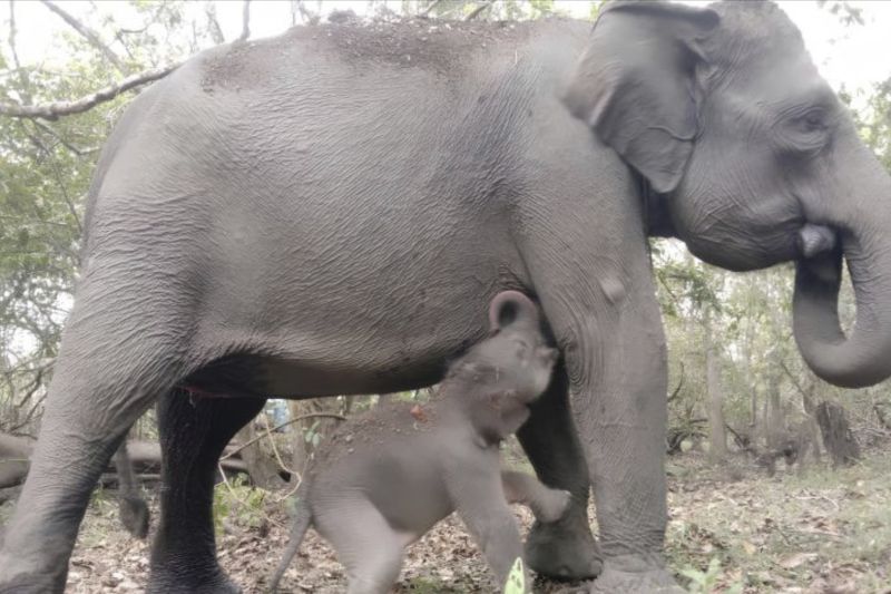 Anak Gajah Lampung dan Induknya