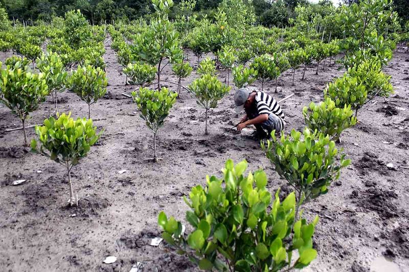 pelestarian-mangrove-untuk-kesejahteraan-masyarakat-14122023-yudi-6 ekonomi hijau