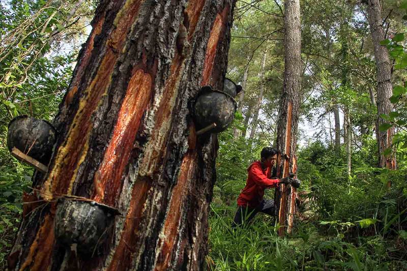 getah-pinus-masuk-peta-jalan-hilirisasi investasi strategis-di-enrekang-151223-a