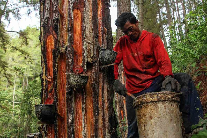getah-pinus-masuk-peta-jalan-hilirisasi-investasi-strategis-di-enrekang-151223-a