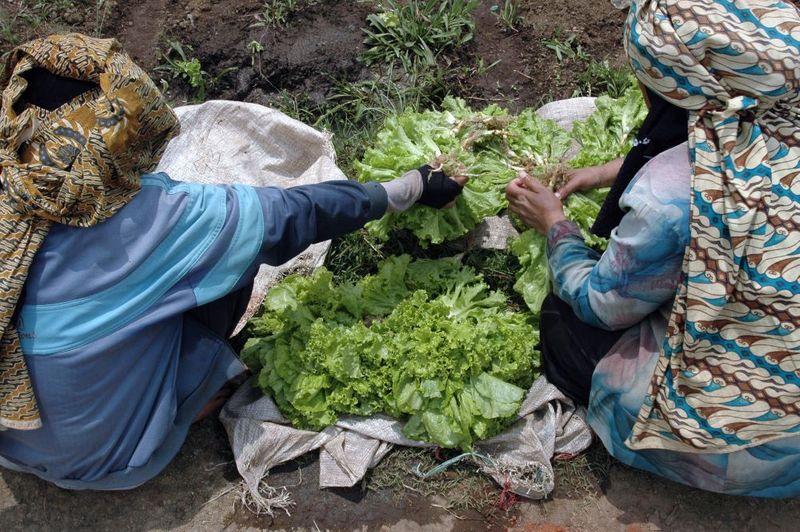 Petani dan Ekonomi Hijau