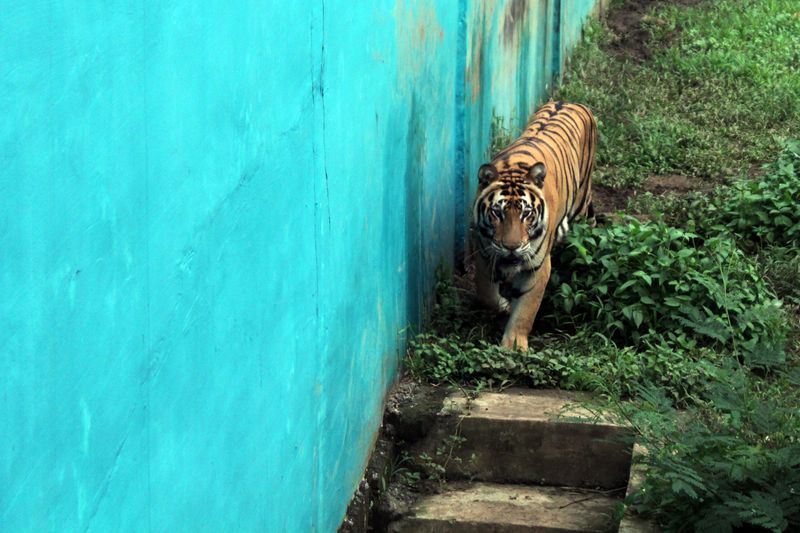 antarafoto medan zoo-akan-ditutup-20012024-3